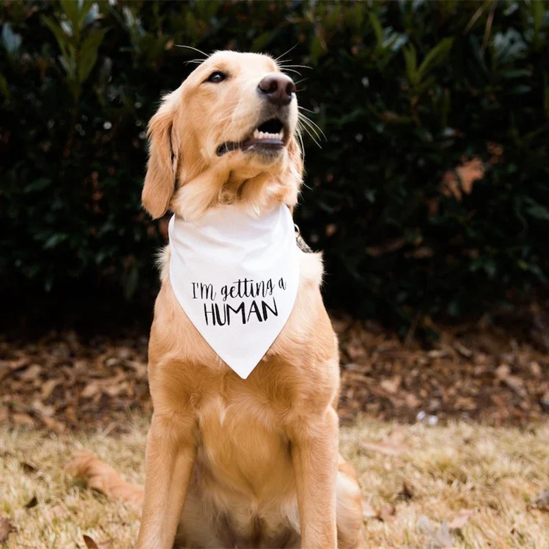 I'M GETTING A HUMAN Dog Bandana Cute Pregnancy Announcement gender reveal baby shower party decoration gift present Photo props