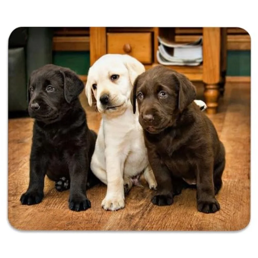Anti-Slip Gaming and Office Mouse Pad with Stitched Edges 9.5 x 7.9 Inch, Cute Labrador Puppies Durable Smooth Surface Desk Mat