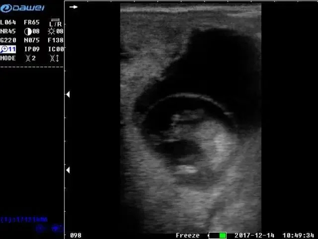 Dawei Handheld Veterinary Atlas of Equine Diagnostic Ultrasound System Machine