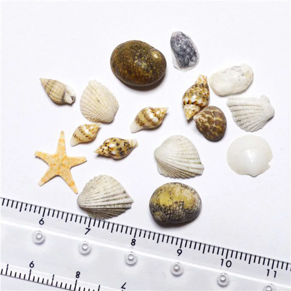 

1 Box Natural Mini Conch Shells Ocean Style 3D Art Decorations Diy Sea Beach Ornaments For Manicure Craft Home Phone Case