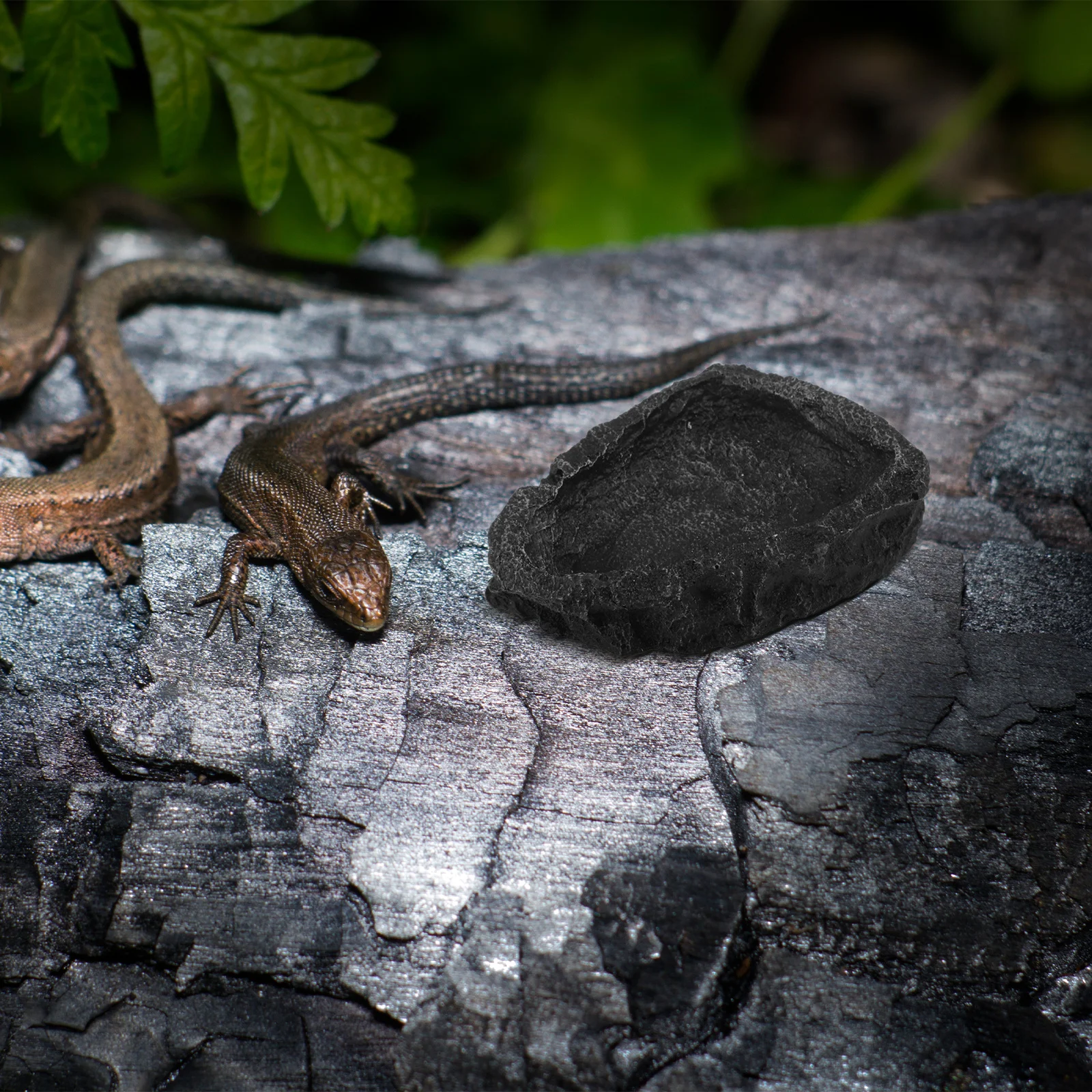 

Reptile Water Dish Large Capacity Non Breakable Resin Feeder Bowl Easy to Clean Reptile Food Container for Lizard Tortoise Tank