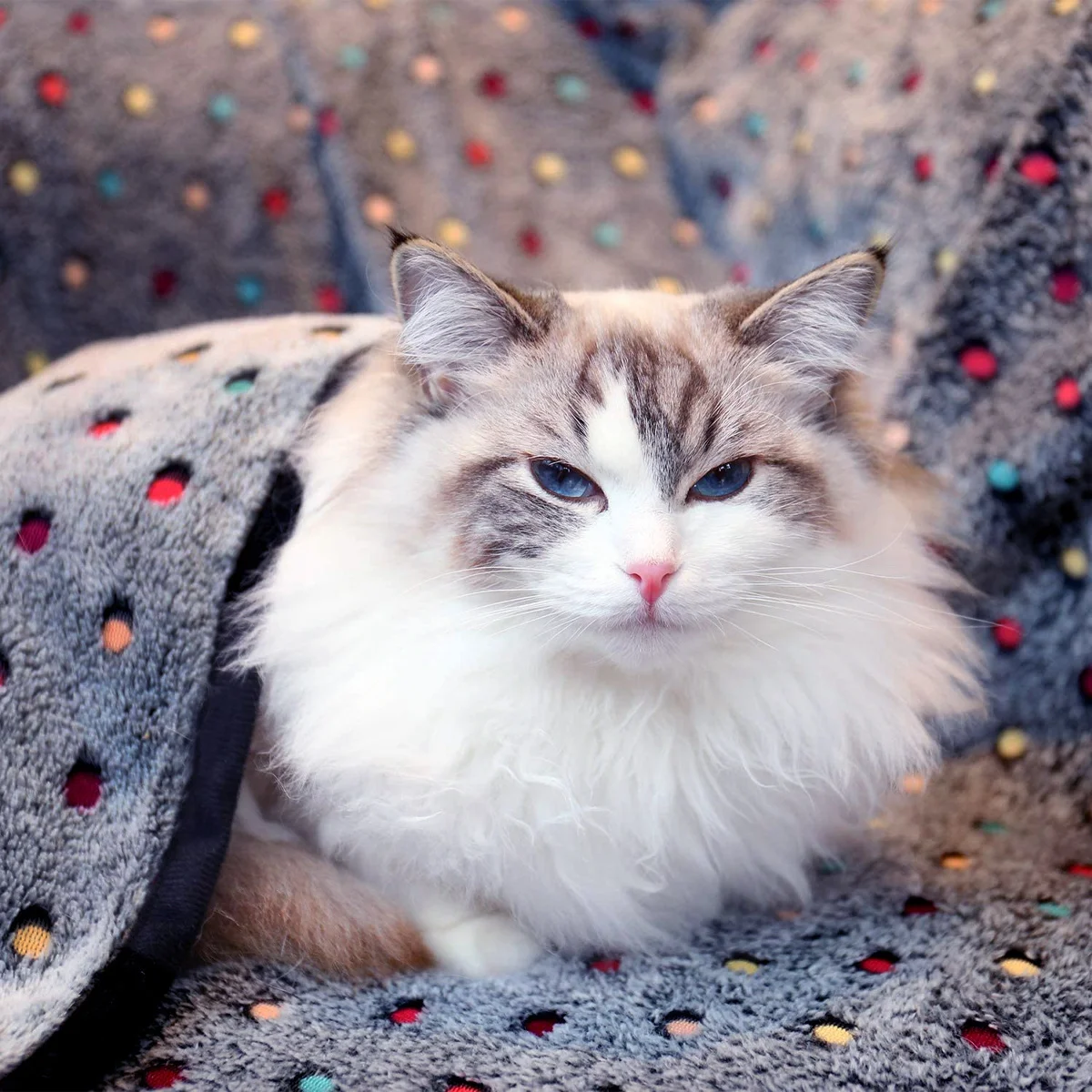 애완동물 산호 양모 담요 부드럽고 따뜻한 강아지 고양이 침대 커버 매트 강아지 수면 패드 아늑한 켄넬 자동차 여행용 수면 담요 겨울용