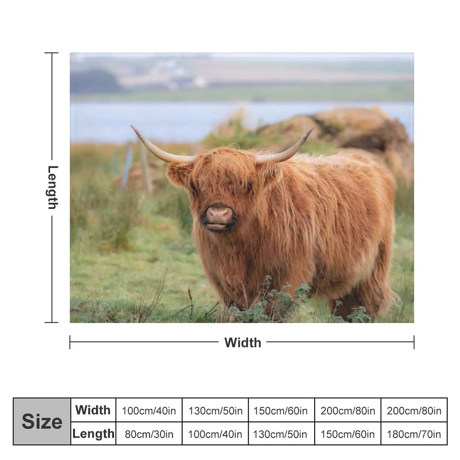 Long haired Highland cattle - Highland cow, Highlander, Heilan coo - Thurso, The Highlands, Scotland Throw Blanket