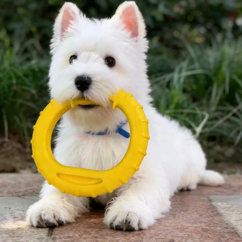 Articles pour animaux de compagnie : jouets pour animaux de compagnie durables et résistants à l'usure, jouets pour nettoyer les dents et à mâcher, jouets interactifs pour chiens avec anneau volant pour l'extérieur