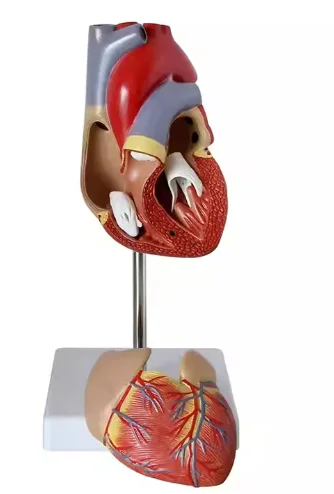 

Classic Heart Anatomy Model With Bypass for Medical Science Education