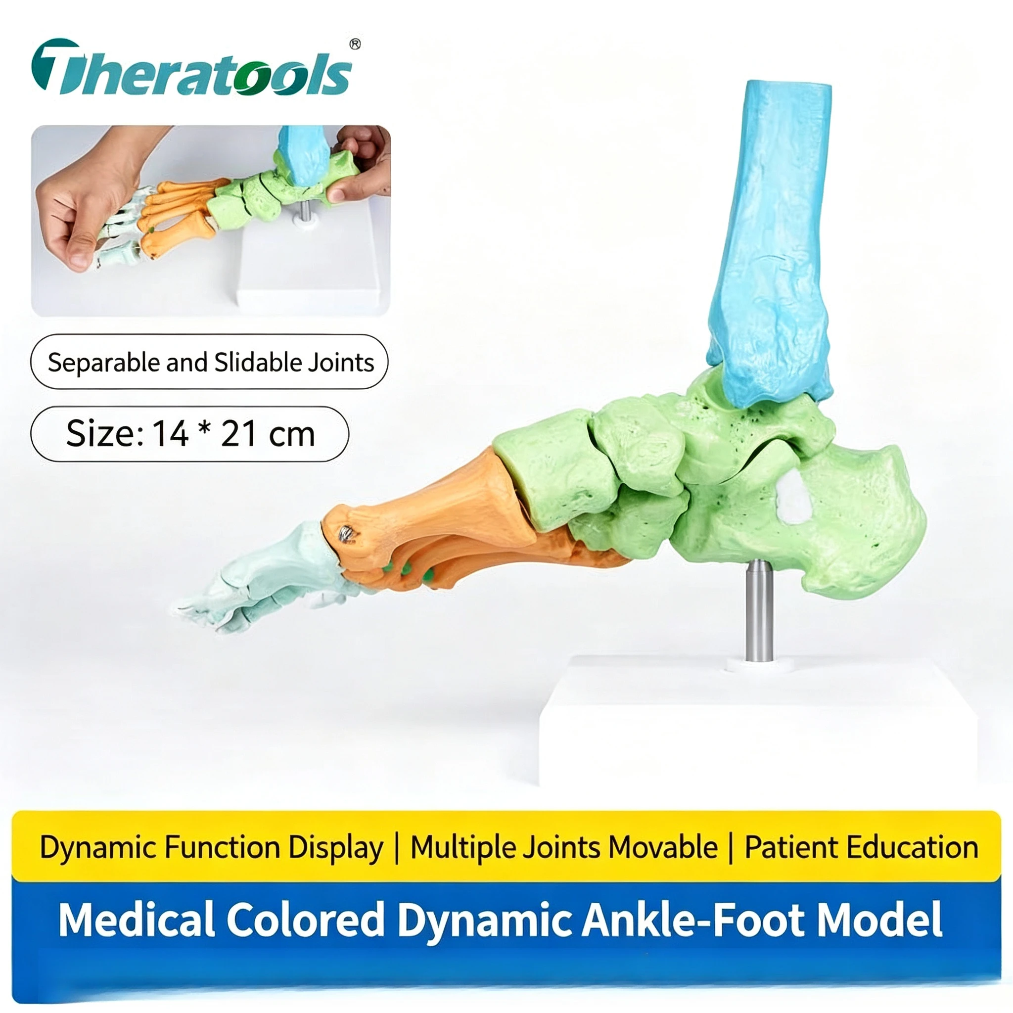 Colorful Medical Dynamic Foot Ankle Joint Anatomy Model, Movable Human Foot Skeleton Orthopedic Surgery and Rehab Teaching Aid view 5
