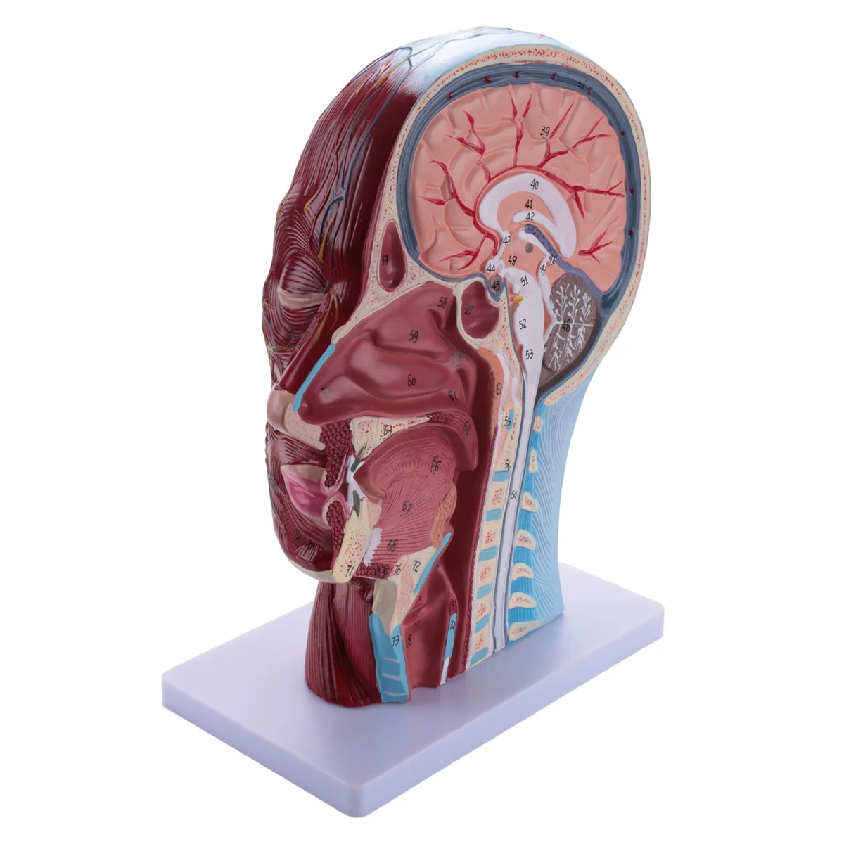 Human Half Head Superficial Neurovascular Model with Musculature, Life Size Anatomical Head Model Skull and Brain