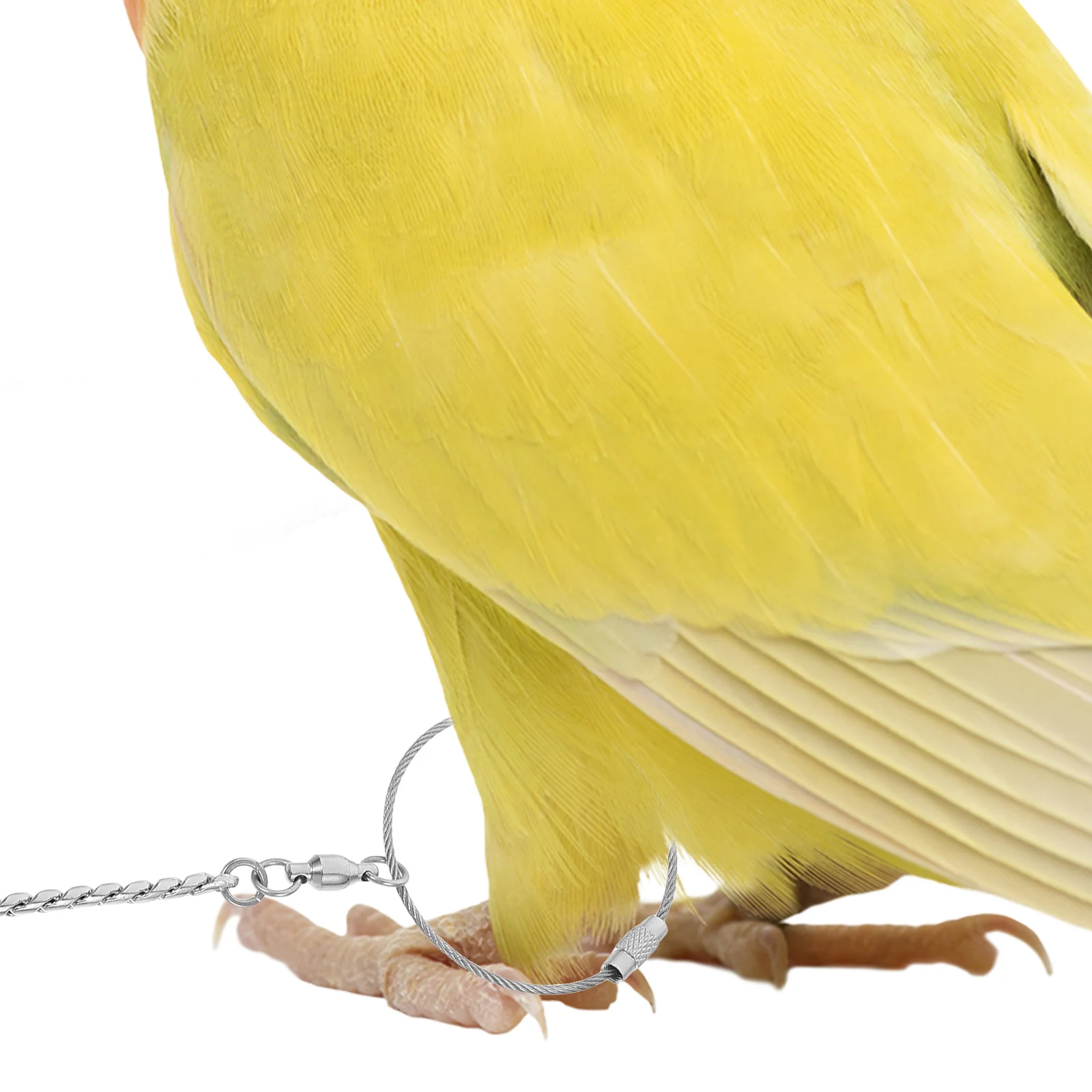 الفولاذ المقاوم للصدأ الببغاء سلسلة حجم 4 سميكة مكافحة قبالة الكاحل الدائري ل كوكاتيلز Lovebird الحيوانات الأليفة سلامة الببغاء خلخال الطيور القدم خلخال