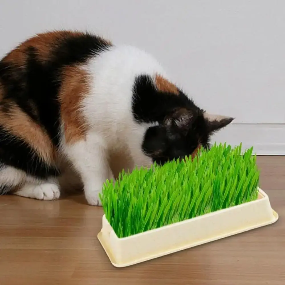 4 Styles Catgrass Planting Bowls Hydroponic Layered Cat Grass Growing Kit Convenient Multifunctional Nursery Tray Cat Mint