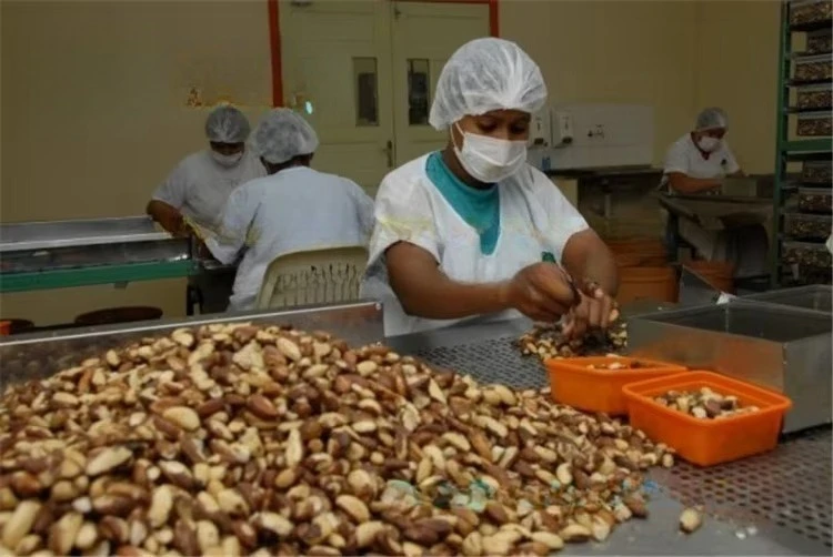 Cashew Nuts Shelling Machine Customized Automatic Decorticator Easy Operation Durable High Efficiency Small Factory Business