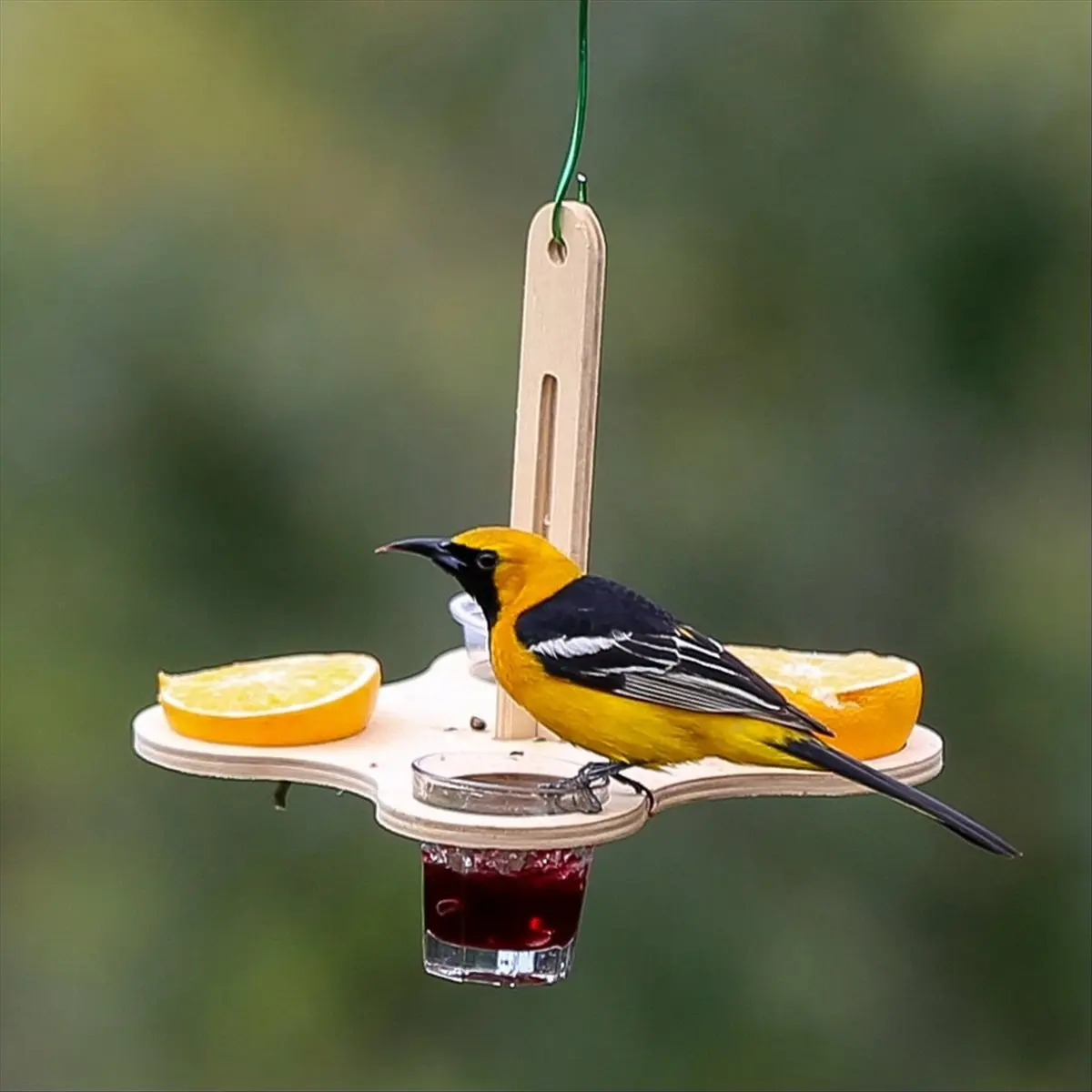 Comederos para Pájaros Oriole A56K para Exteriores, Comedero para Pájaros Colgante para Exteriores con Gelatina y Naranjas