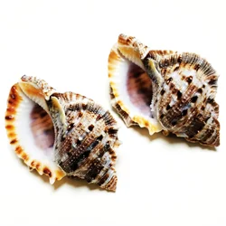 2 PCS Purse Frog Shells Natural Bufonaria Crumena Conch Ocean Seashell Beach Shell Specimen Decoration for Fish Tank