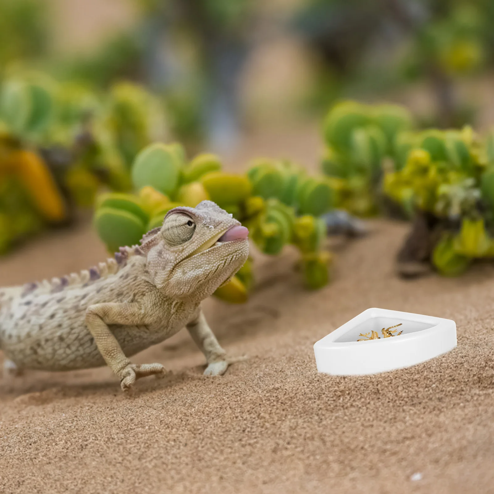 

2Pcs Reptile Feeder Ceramics Bowl Anti-Escape Design Durable Safe for Small Animals Flat Base White Medium Triangle