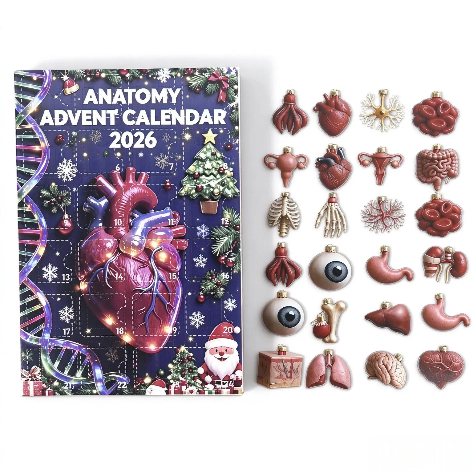 2026 Anatomy Advent Calendar Blind Box 24 Days Human Body Organ Hanging Ornament Mystery Xmas Tree Pendant Holiday Surprise Gift