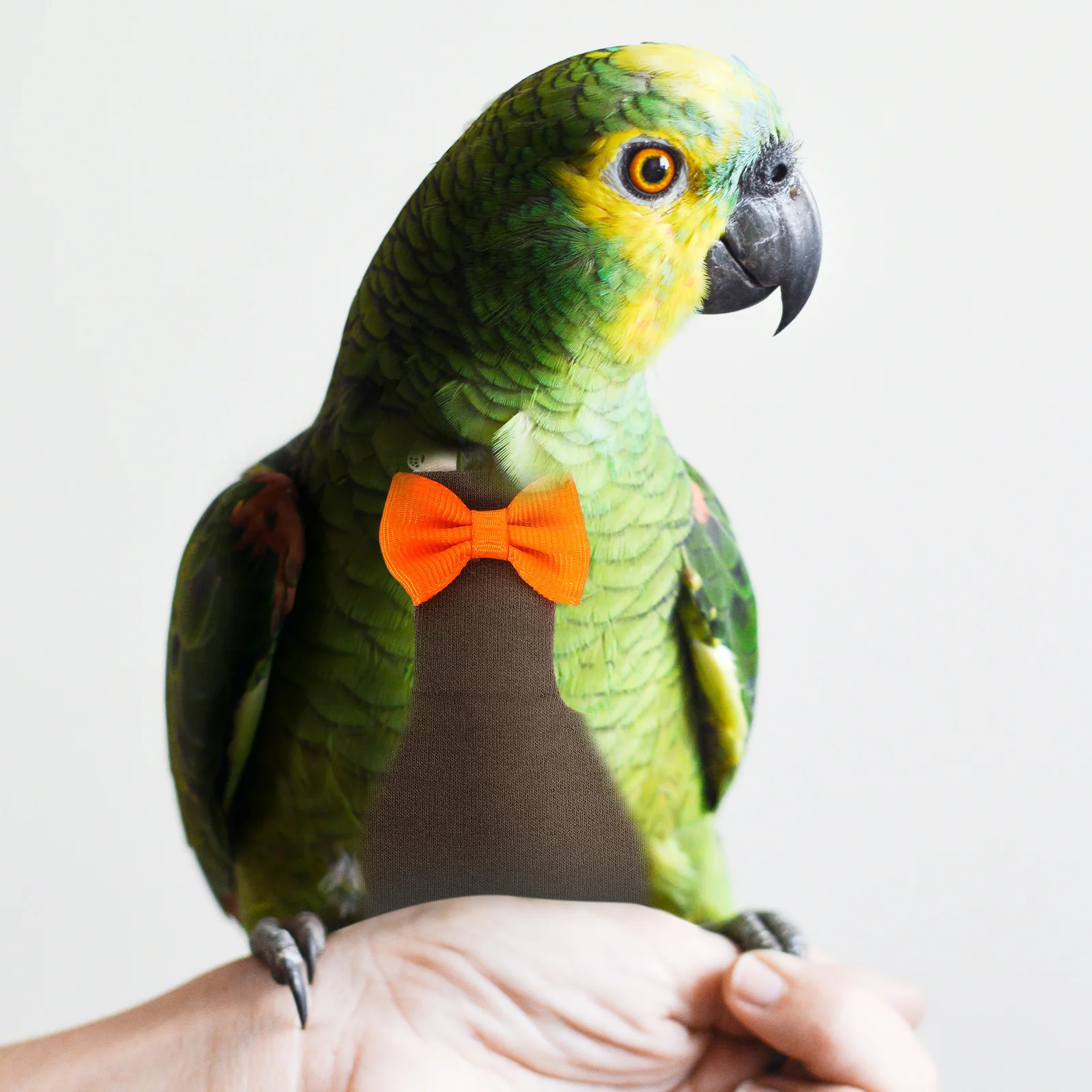 

Charming Parrot Diaper Bird Clothes Flight Suit Nappy Bow Decor for Pet Birds Cockatiel Lovebirds Bird Diaper Flight Suit