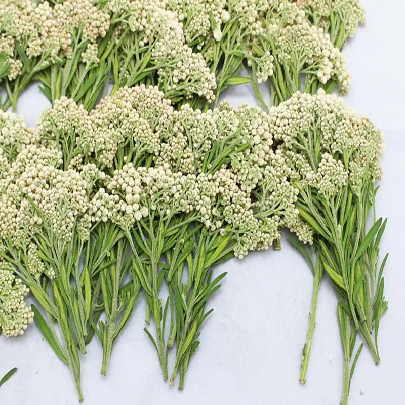 60pcs 5-8cm Pressed Dried Ozothamnus Diosmifolius Rice Flower Plant Herbarium For Jewelry Postcard Bookmark Phone Case DIY