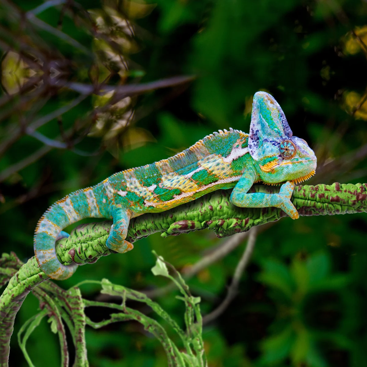 

Landscape Simulation Plant Rattan Vine Size 3 Durable Artificial Hanging Vine Leaves for Home Wedding Wall Decoration Pet Box