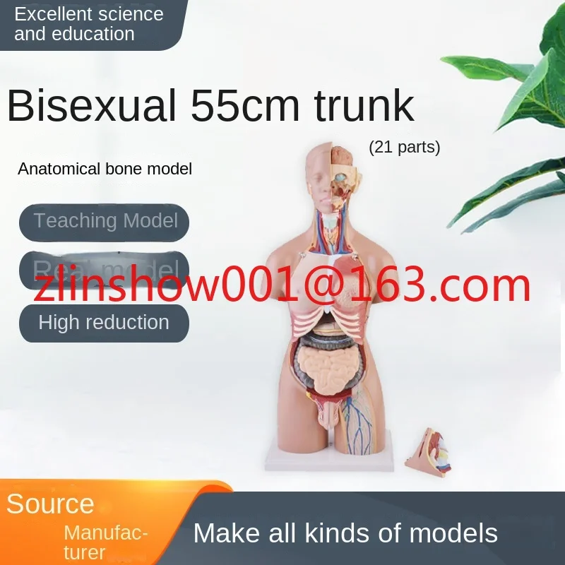 55cm Gender High Reduction Internal Organs Trunk Human Body Structure Medical Teaching Aids Anatomy Model