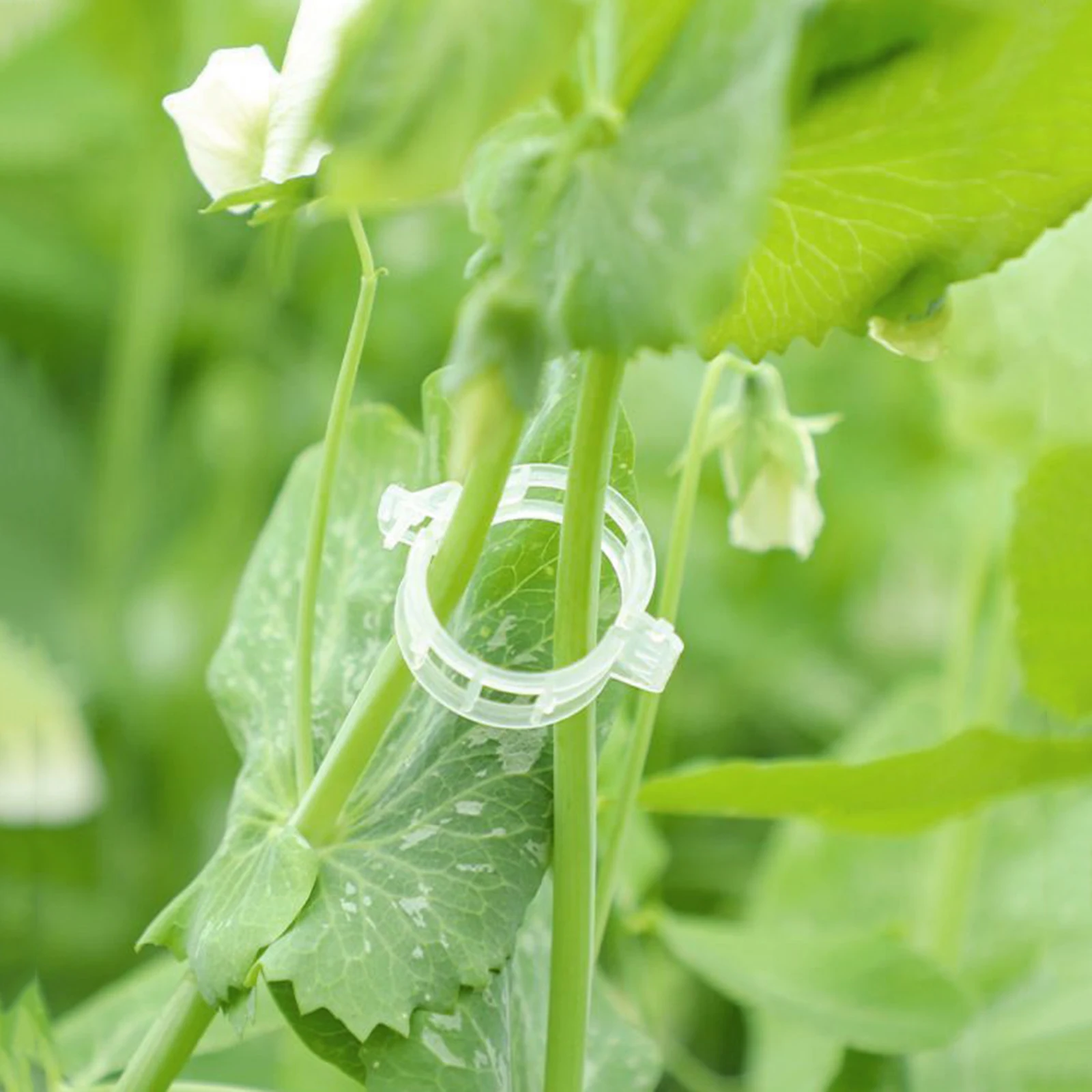 

1 set Fruit Hooks 16cm Plant Support Clips Prevent Falling Gardening Tools Greenhouse Accessories Tomato Eggplant Hooks
