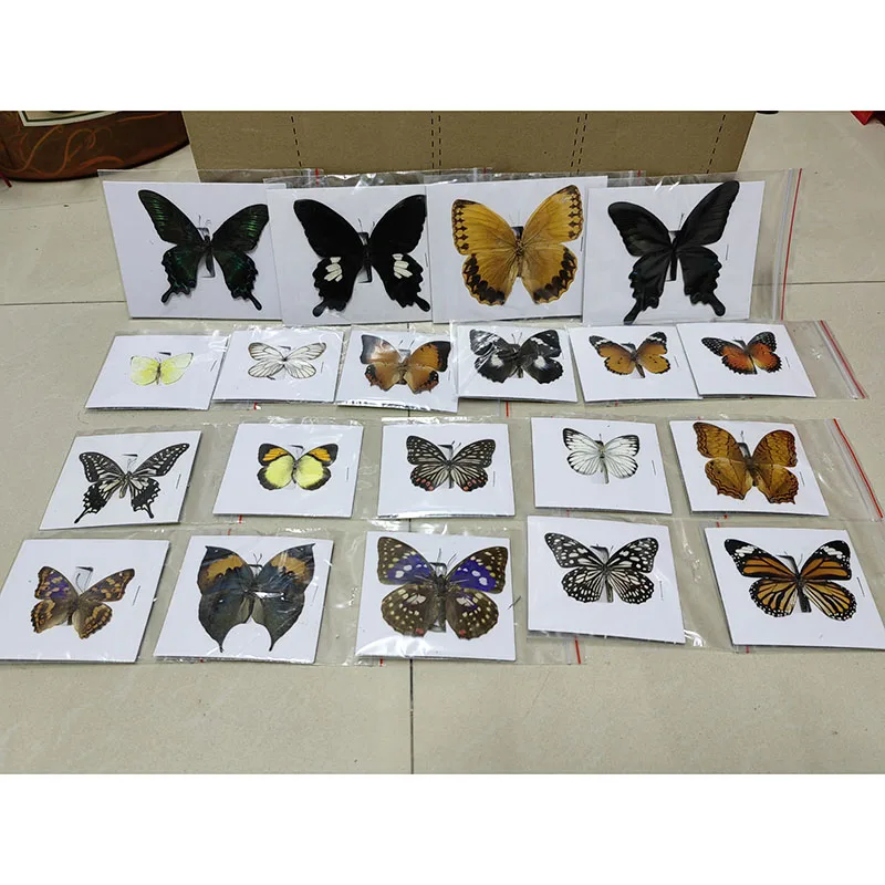 

Real Insect Butterfly Specimens in Different Styles for Collection, DIY Handmade Butterfly Photo Frame Ornaments, 10 PCs, 20 PCs