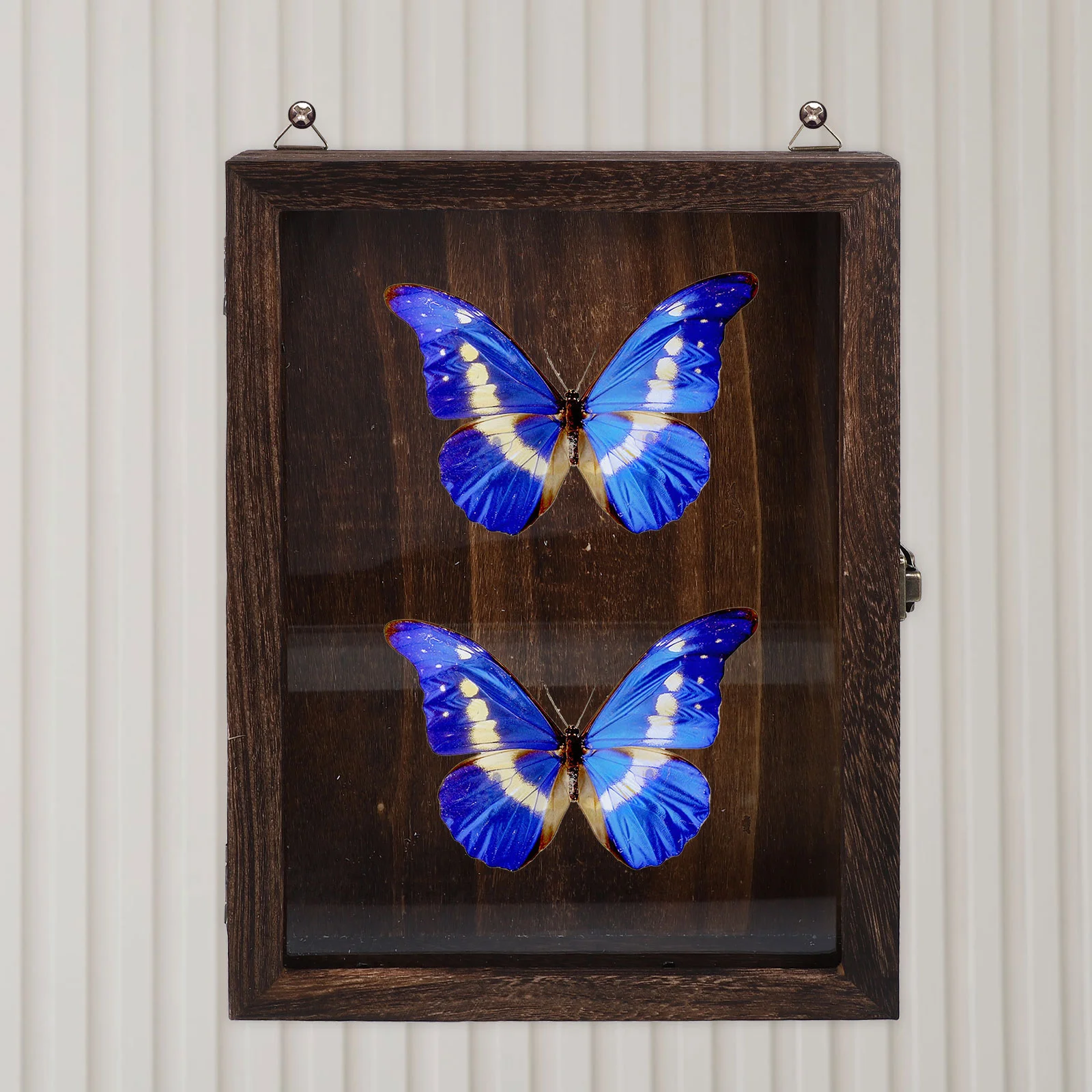 

Vintage Specimen Box Display Holder Case Wood Showcase Butterflies Baseball Wooden