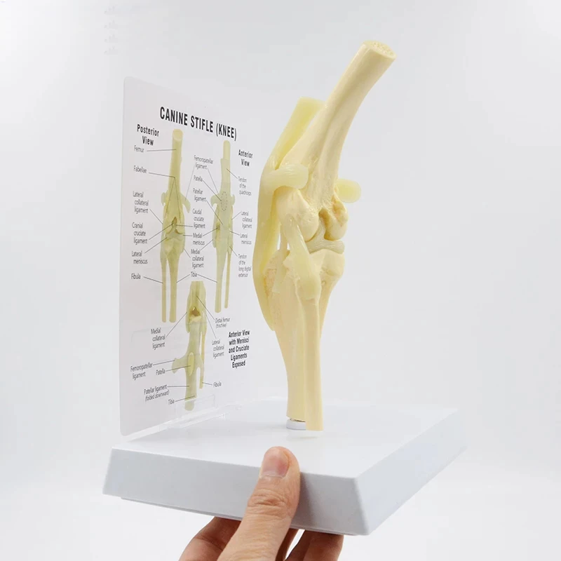 Life Size Canine Knee Model Dog Joint Anatomical Model With Key Card Manual Animal Skeleton Anatomy Medical Science Gift