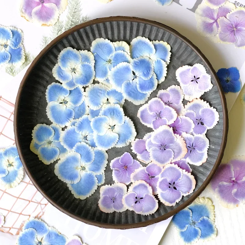 50pcs/2-4cm,White edged gradient blue Hydrangea flower,pressed flower petal DIY pasted face makeup drop glue phone case coaster