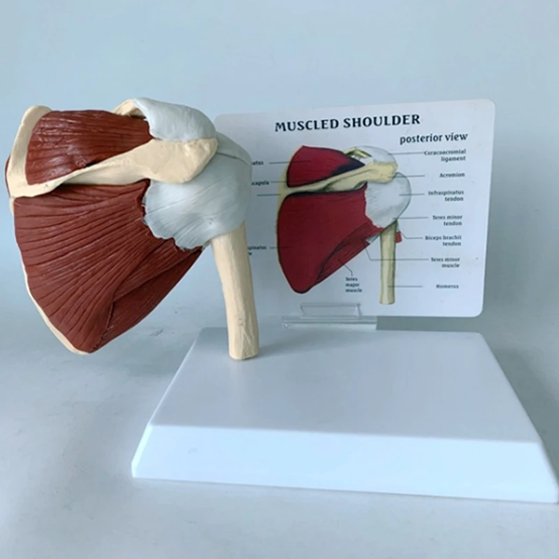 Human Shoulder Muscle Anatomy Model 4