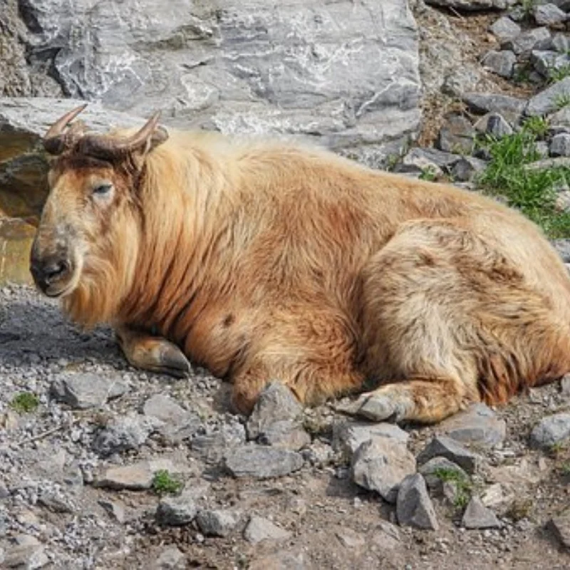 

Металлический прицеп, автомобильный бункер для Trxs 1/18 TRX4M, автомобильный прицеп, сверхмощный грузовик, детали для самостоятельного изготовления-AU41