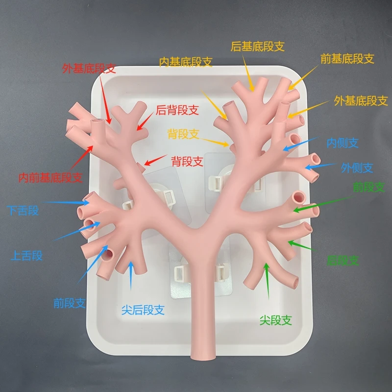Bronchial Lung Endoscopy Training Model, Fiber Electronic Bronchial Tree Training Simulator, Intervention Level 4 Practice