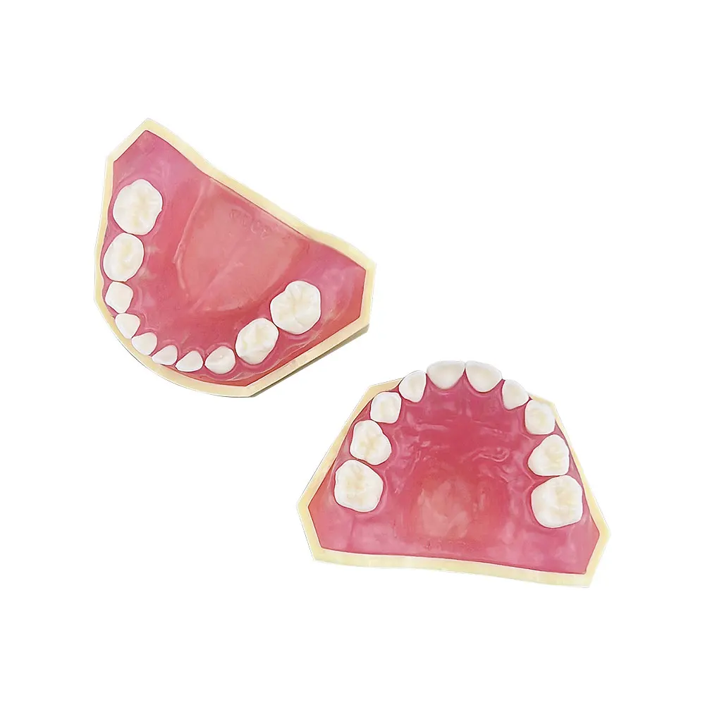 Kids Teeth Model For Training Practice Tooth Extraction Model Dental Standard Model With Removable Teeth Gums Children TYPODONT