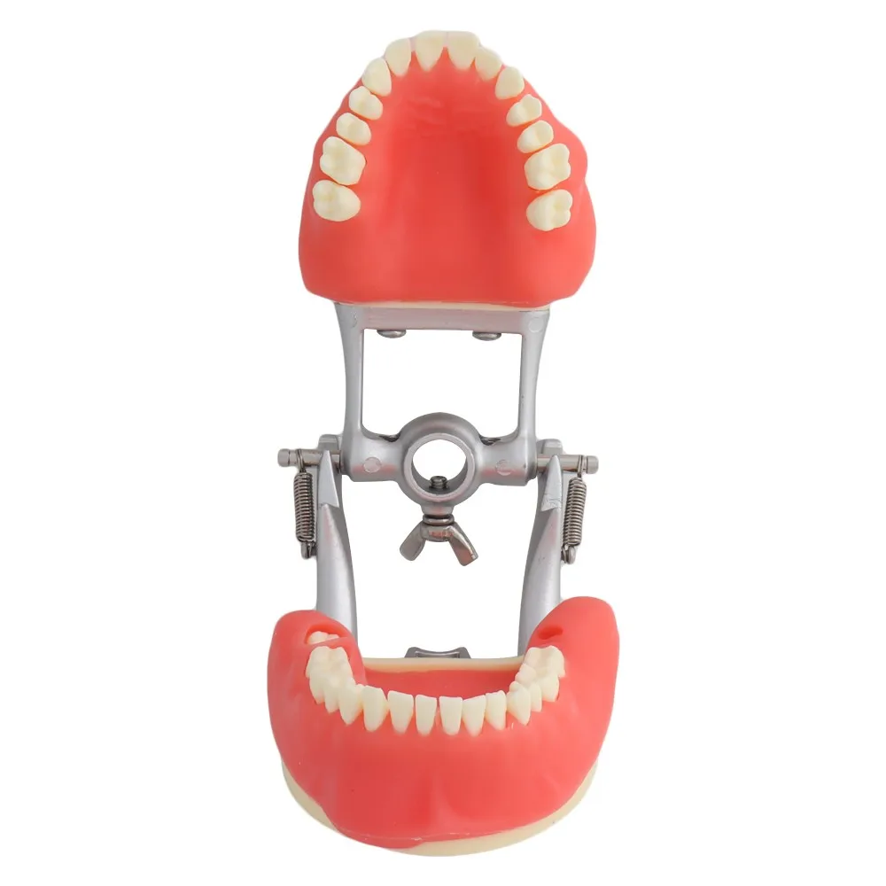 DP Jaw Frame Dental Model Training Model Teeth Model Teeth Teaching Demonstration Oral Surgery