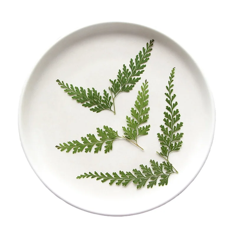 Nature Pressed Fern Branches,dry Flower DIY Bookmarks Greeting Cards Drip Gum Phone Case Photo Frame True Leaf Plant,5-7cm/12pcs