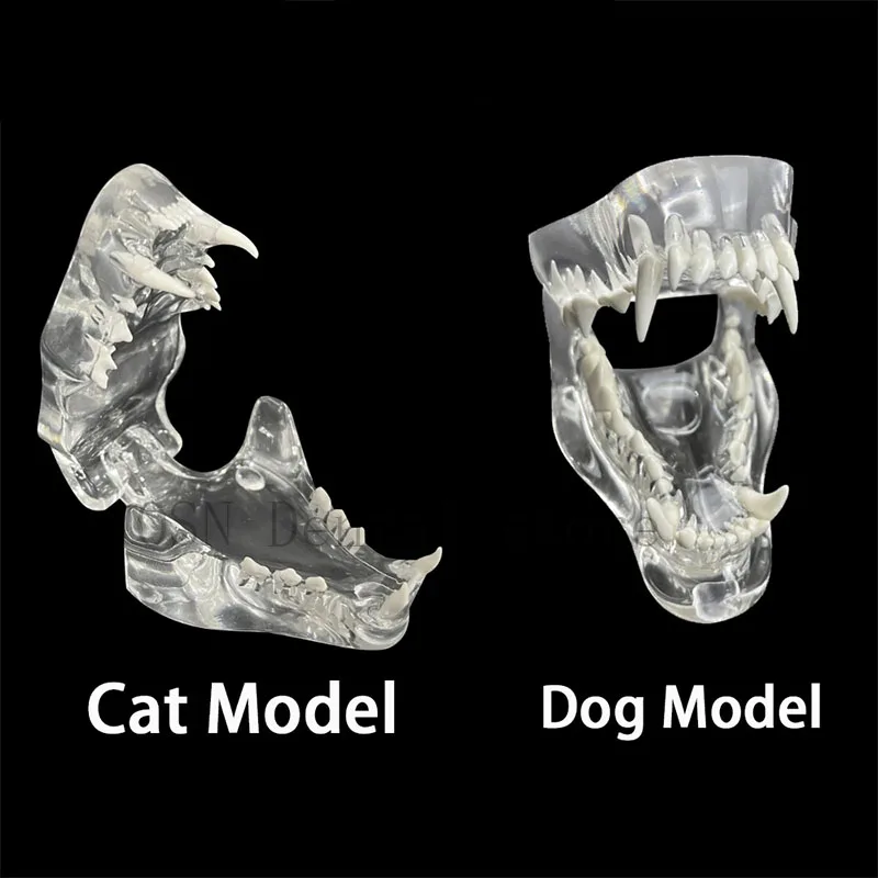 Transparent Dog Jaw Model Canine Full Mouth Teeth Model Veterinary Pet Dental Anatomy Teaching Demonstration Model for Vet Clini