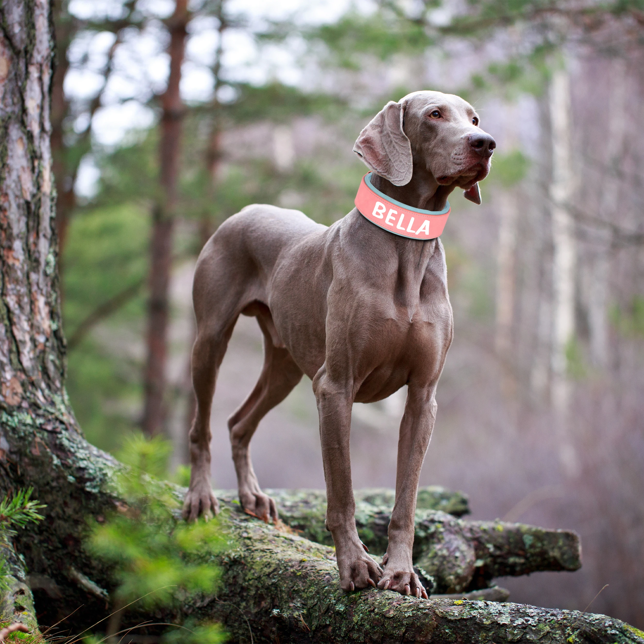 Wide Personalized PU Dog Collar 4