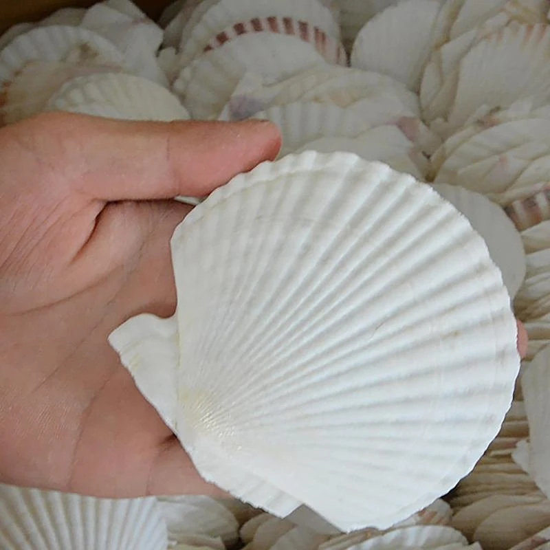 10 Stück weiße Muscheln, natürliche gewellte Muscheln für Heimwerker, Kreativität in der Familie und in der Schule, Kunstornament