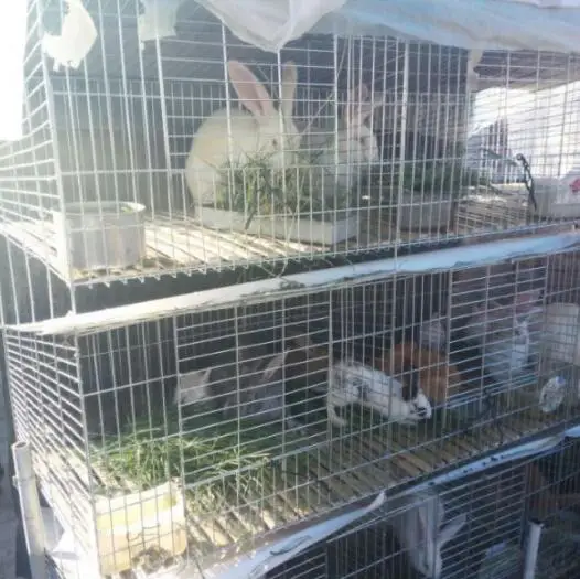 

Rabbit Cage/Layer Cages/Animal Cage From China