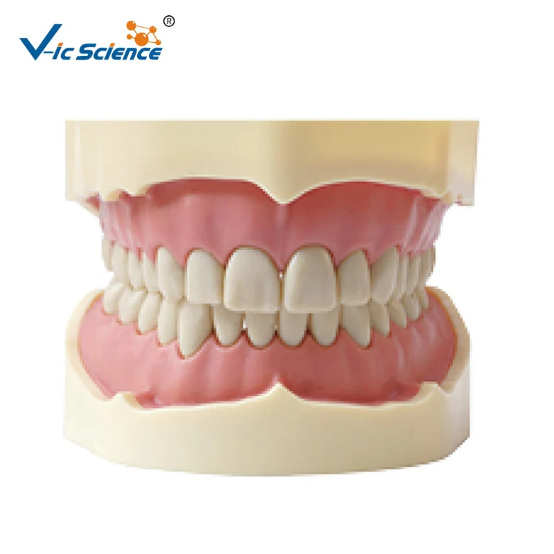 Dental Teeth Anatomy Study Teaching Anatomy Model