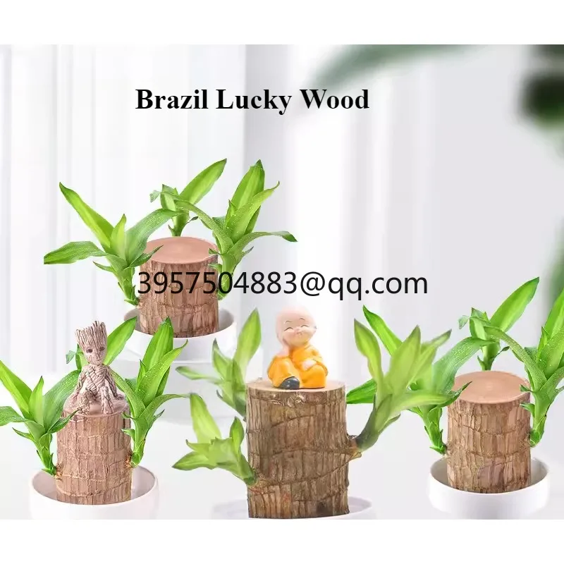 Lucky wood flowering with buds delivery potted plants hydroponic green plants indoor office four-season ornaments purify the air