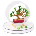 Pine Bonsai