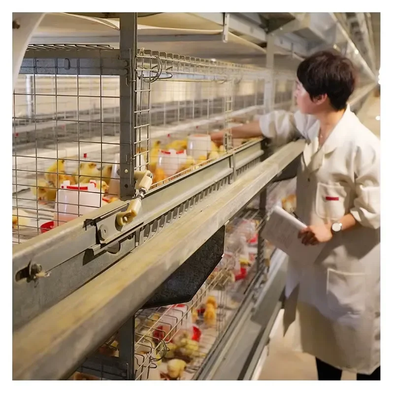 for  type automatic baby layer broiler chick day old chick battery small cage