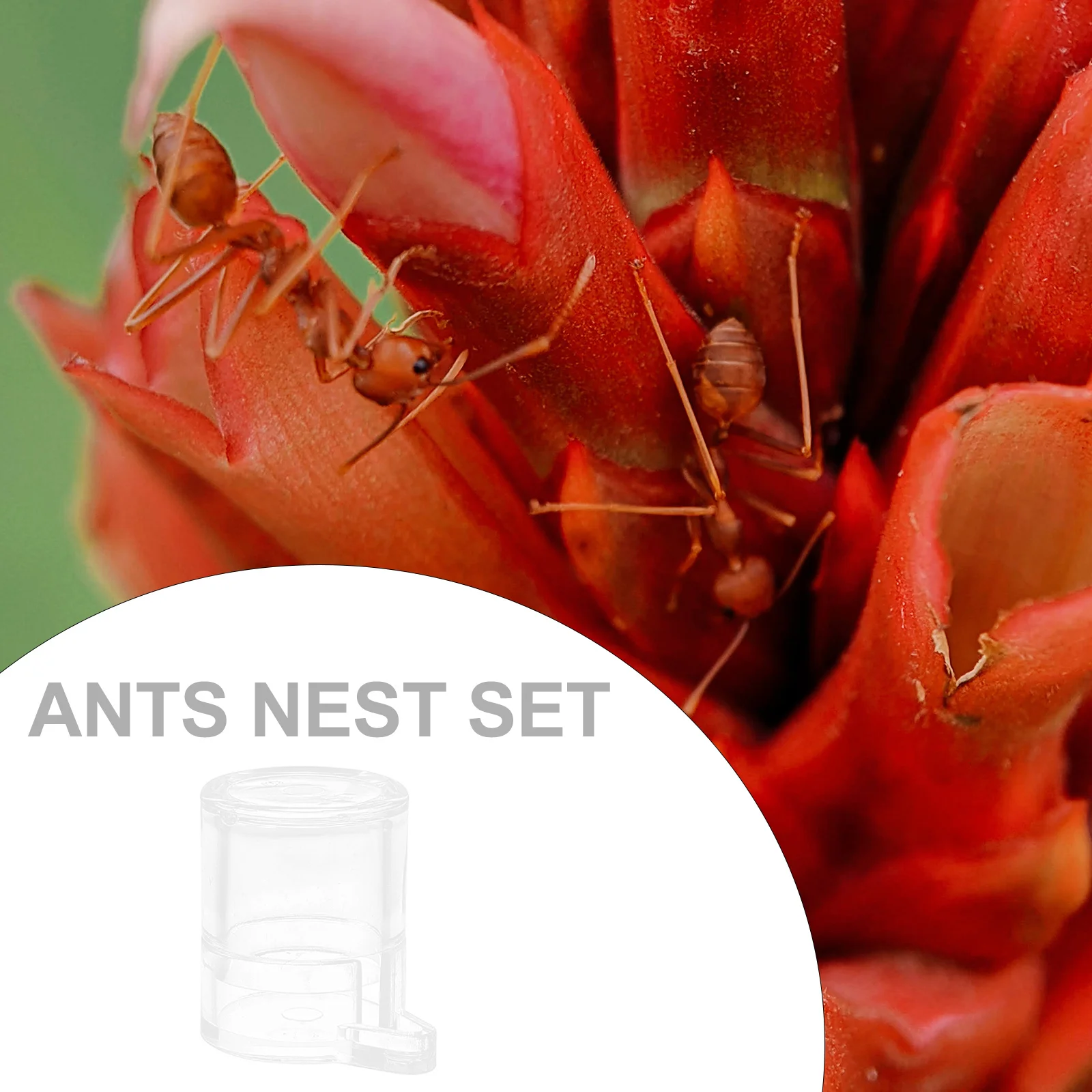 

Ants Nest Water Feeding Bowl Acrylic Durable Clear Stable Practical Ant Feeding Container for Formicarium Ants Nest Set