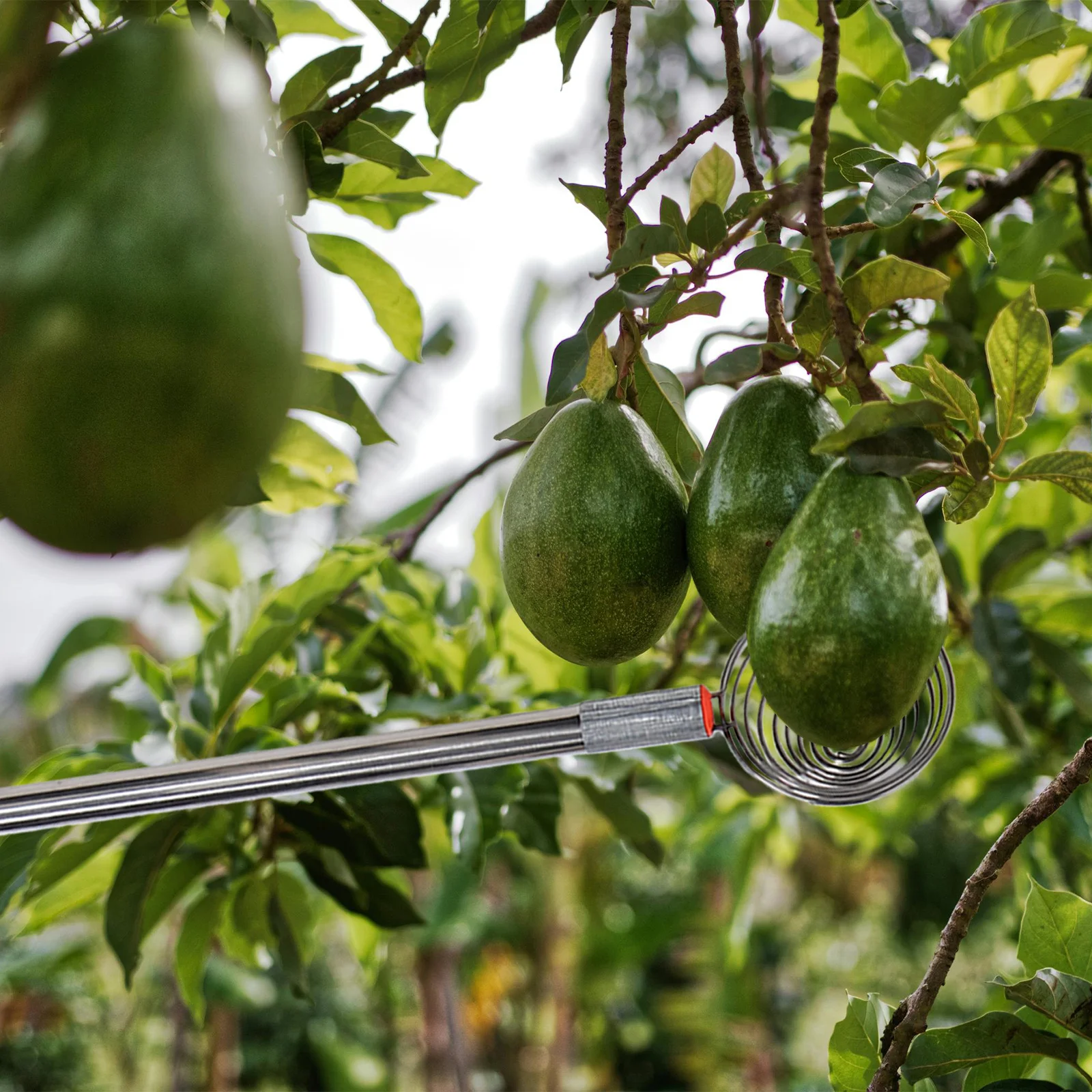 

42-Inch Egg Gathering Tool Stainless Steel Egg Grabber Ergonomic Design Long Reach Collector for Chicken Eggs Nuts Potatoes Farm