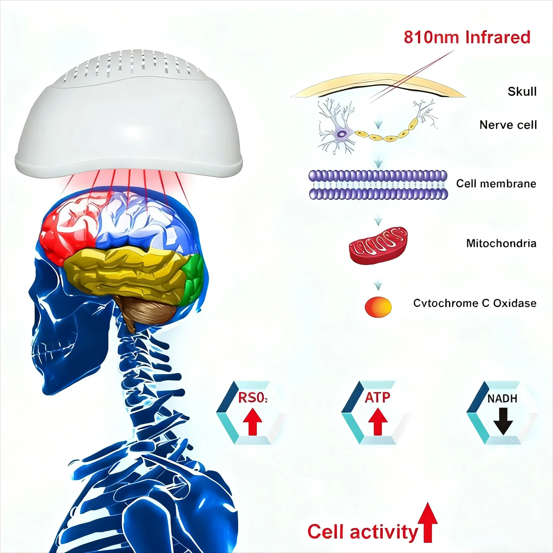 Frovab 810nm Infrared Brain Stimulation Helmet 40HZ for Parkinson Stroke Photobiomodulation Therapy Device Cognitive Enhancement