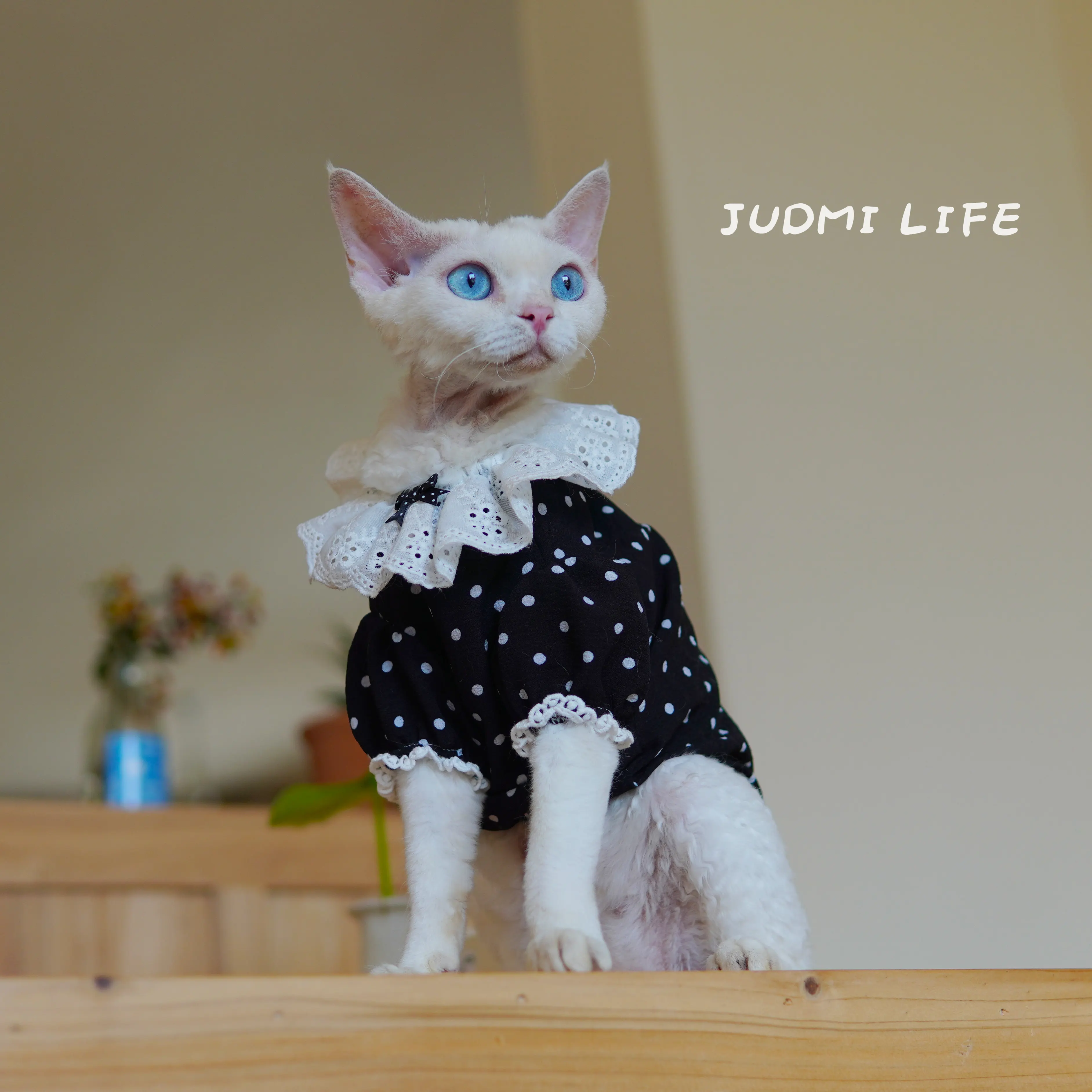 Clothing for Female Cat in Spring Black Summer Sleeveless Sweet Cotton T-Shirt with Lace Collar for Sphynx Devon Rex