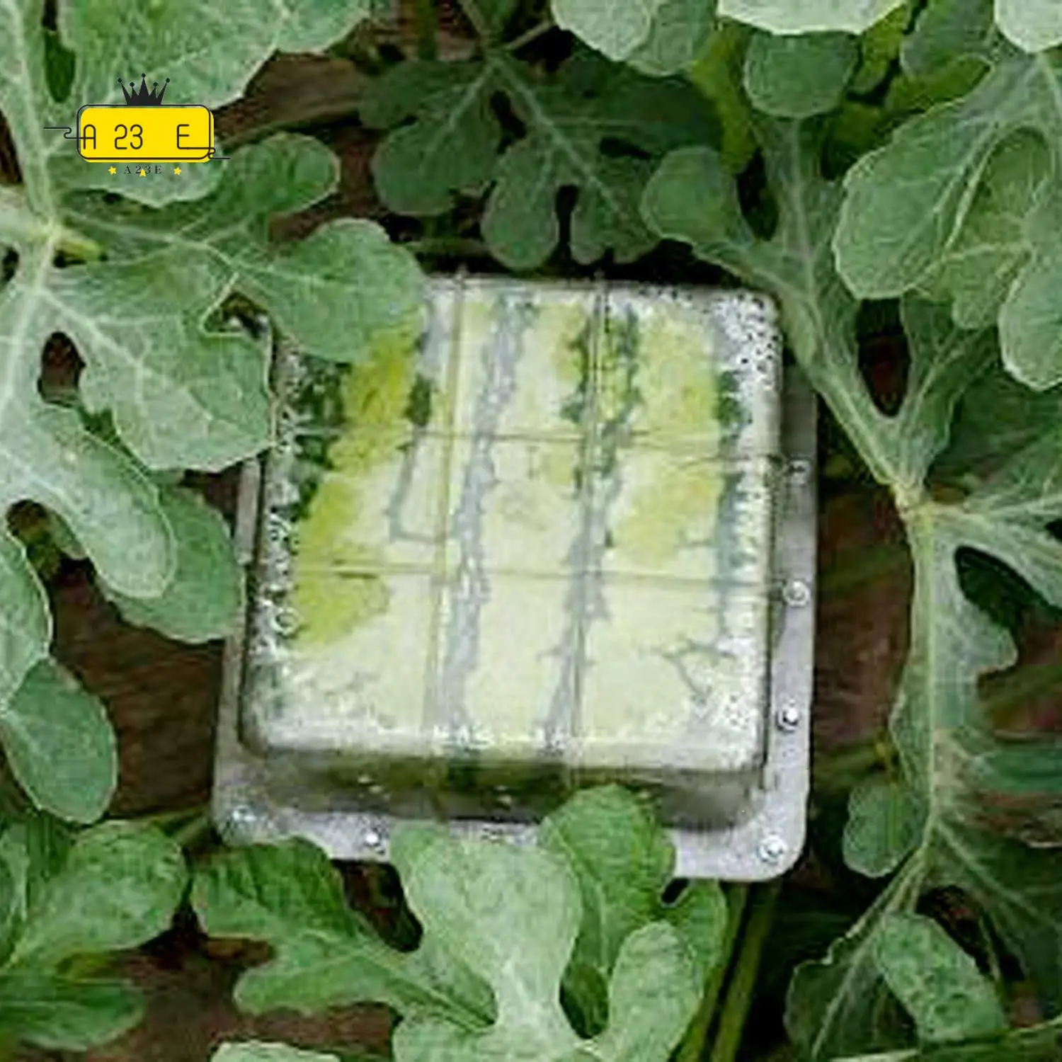 

A23E-Big Size Plastic Clear Heart Square Watermelon Growing Mold Transparent Fruit Growth Forming Shaping Mould