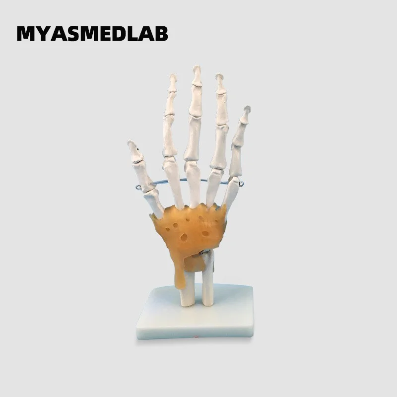 Human Hand Bone Model, Hand Joint with Ligaments Model, Finger Skeletal Model, Hand Bone Anatomy with Bendable Palm Bones