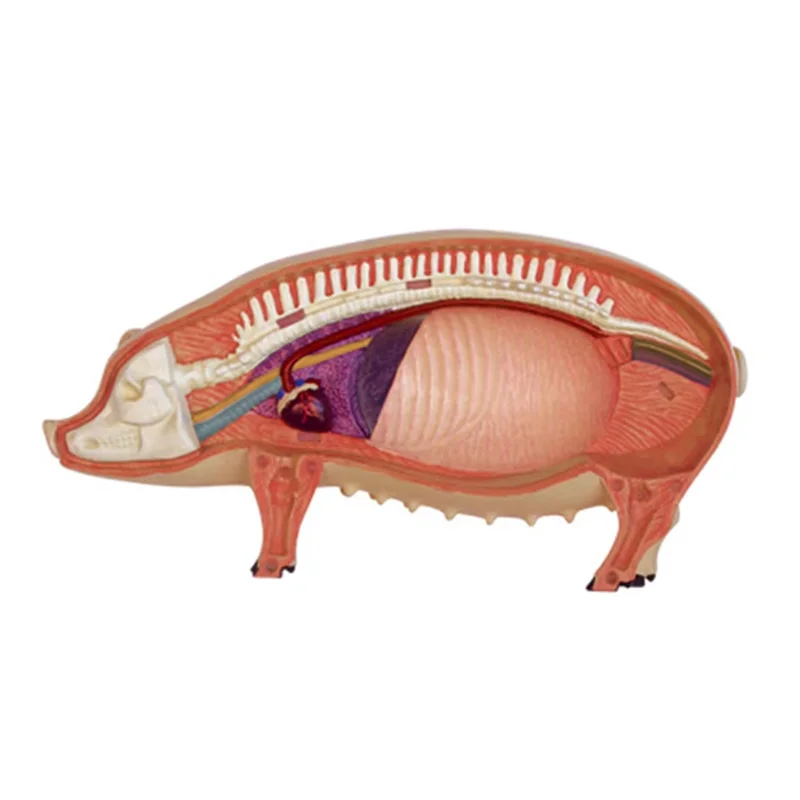 

Classic-4D Vision Pig Organ Anatomy Model Animal Puzzle For Kids And Students Veterinary Teaching Model