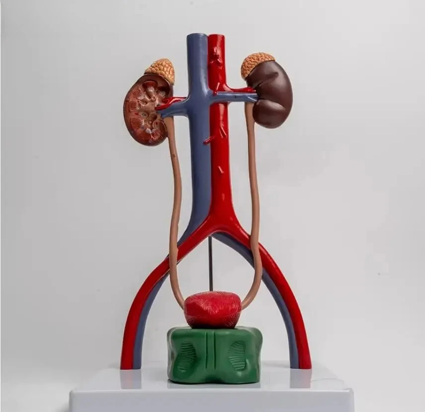 Male Urinary System Anatomical Model Kidney Bladder Ureter Relief Plaque