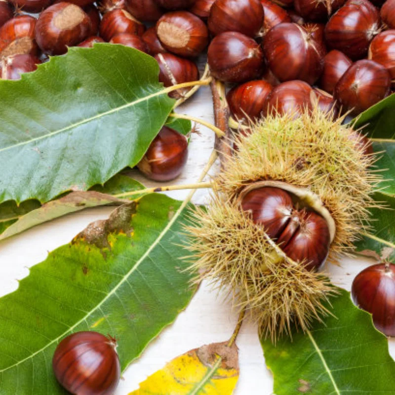 

Brushless Sensorless Motor 3674/3660/3650 4 Poles for 1:8 1:10 WLtoys HSP Tamiya Trxs GTR RC Off-Road Racing Buggy Cars